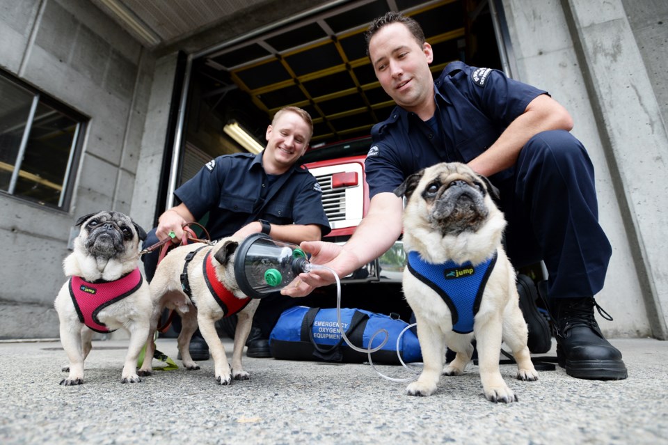 pug, oxygen mask