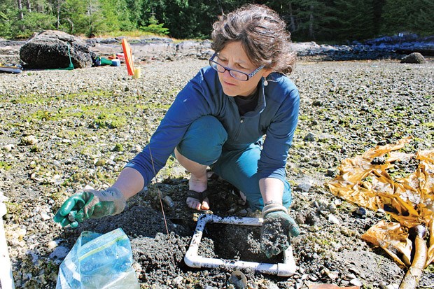 SFU archeologist Dana Lepofsky examines material found in an ancient clam garden on a Quadra Island beach.