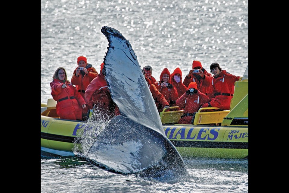 A humpback dives next to a whale-watching Zodiac. The mammals' unpredictable surfacing sometimes leads to unintended close encounters.