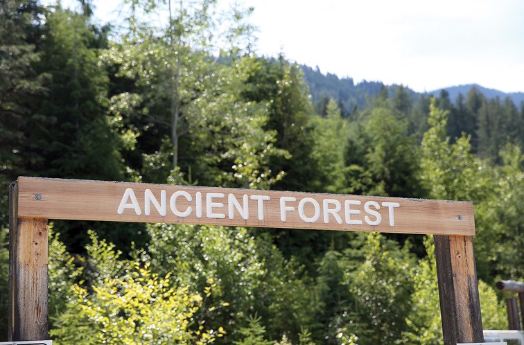 Ancient Forest road project