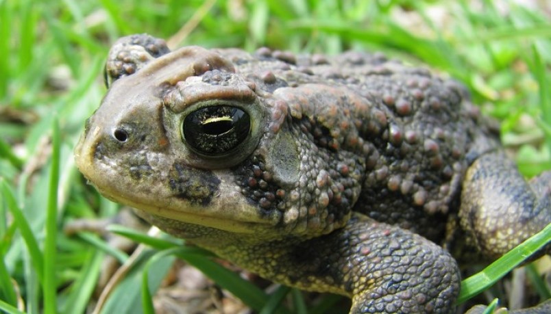toad