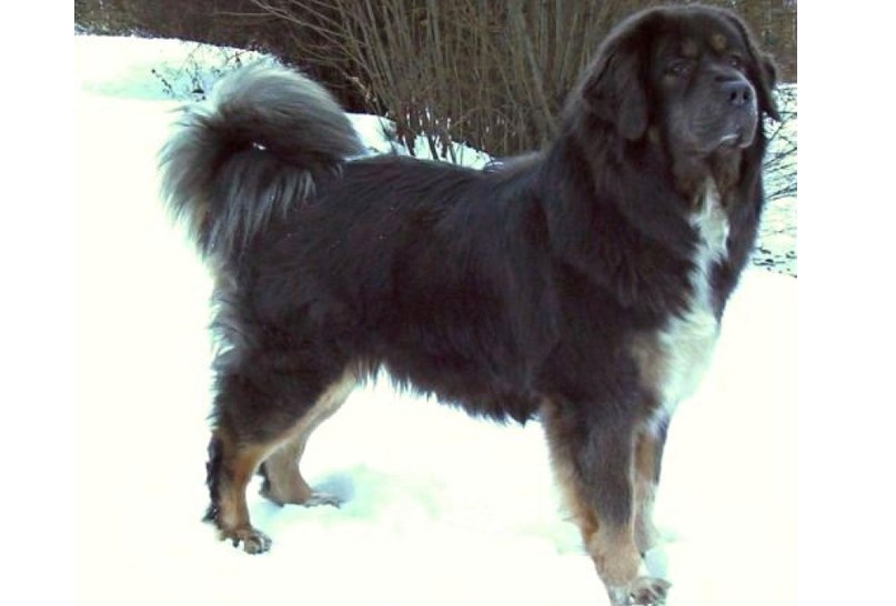 Tibetan Mastiff