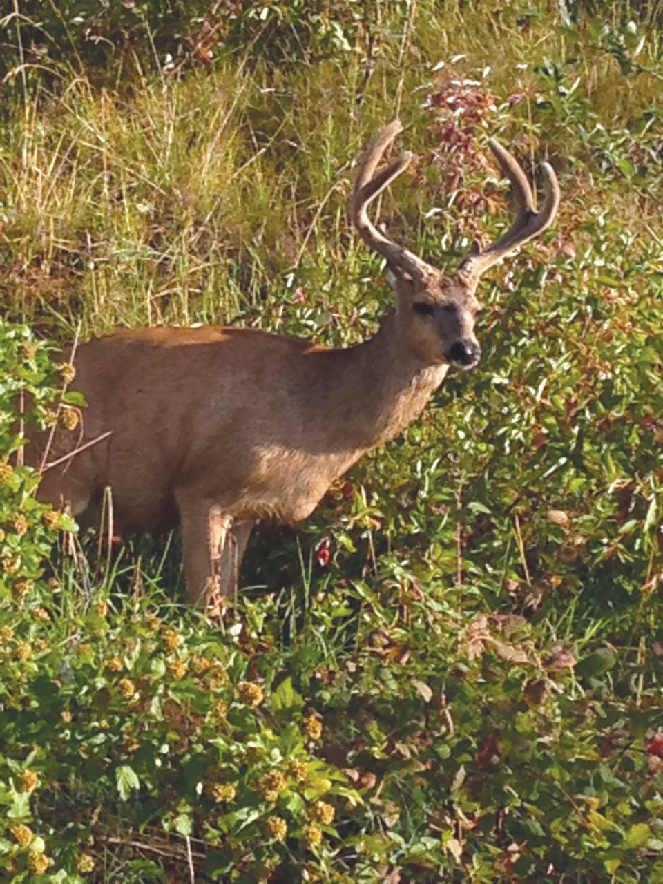buck