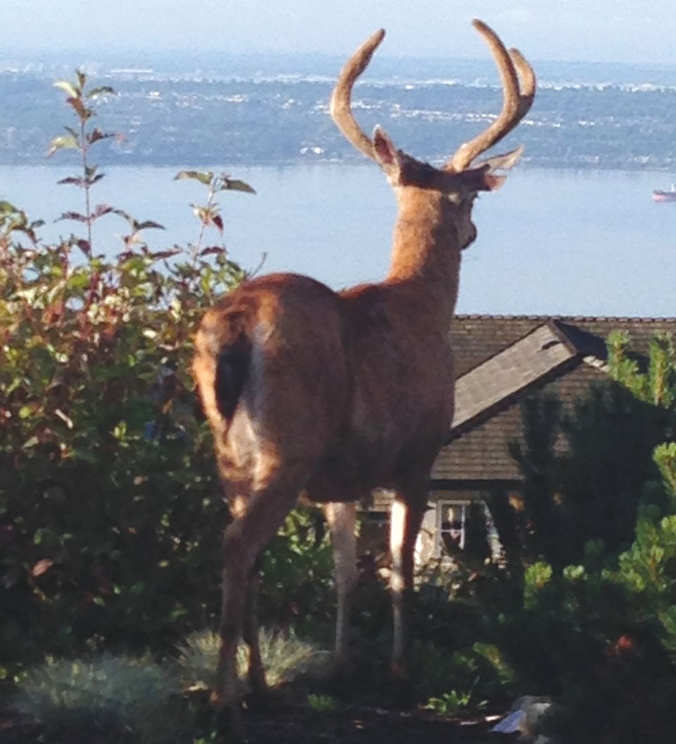 buck
