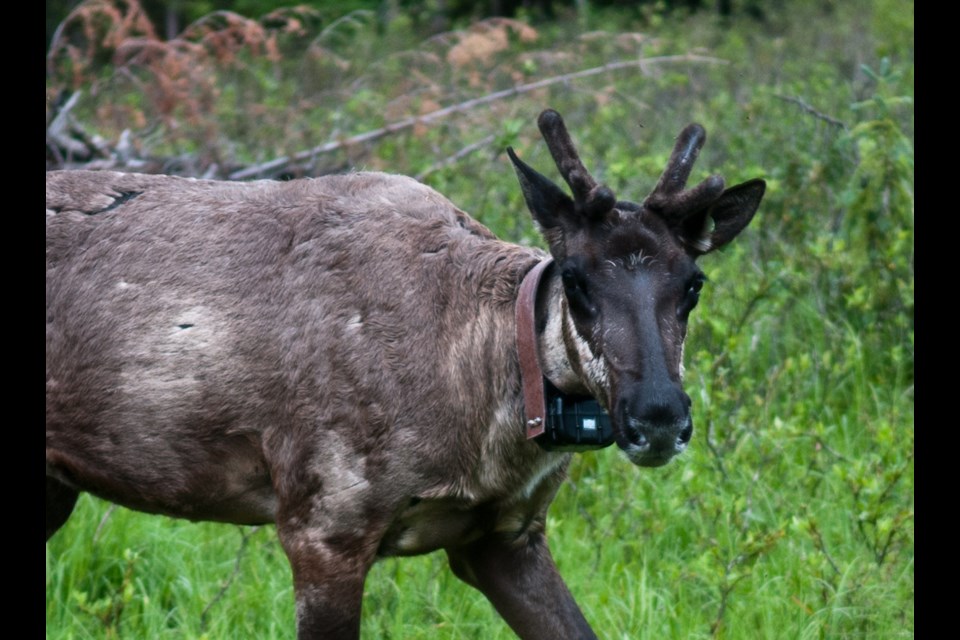 A caribou cow in a pen near Chetwynd. The new mother was one of 17 animals released back into the wild July 15 as part of a program to restore caribou populations.