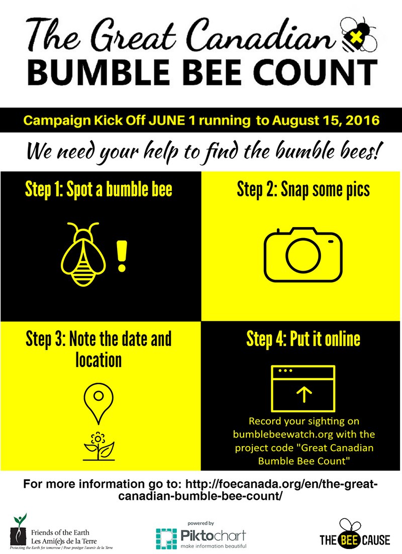 bumble bee count