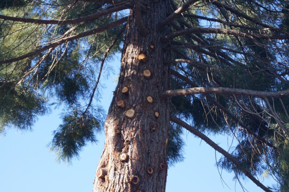 pruning illegal