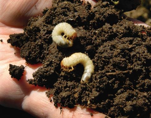 The damage caused by European chafer beetles resulted in two playing fields being closed for the sea