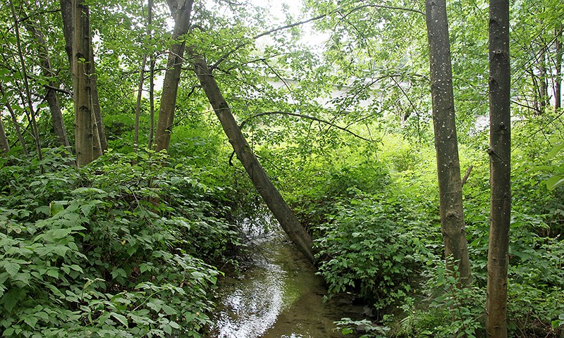 Bruce Brandhorst photo South Schoolhouse Creek downstream of the Trans Canada Trail bridge.