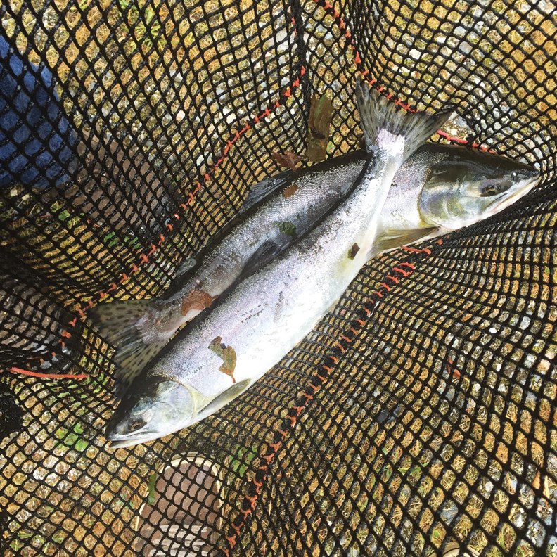 salmon