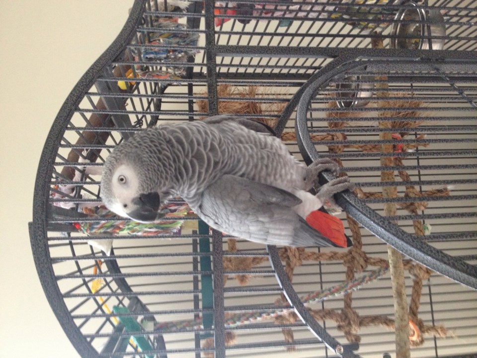 missing parrot