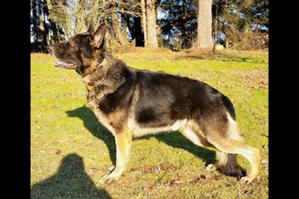 The Nanaimo RCMP is investigating a theft of a two-year-old German shepherd dog that is believed to have occurred on or about Saturday July 30, from a home on Alger Road in Lantzville.