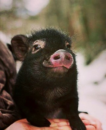 PigAttackBefore