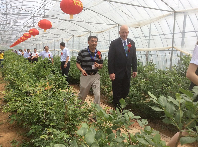 China blueberries