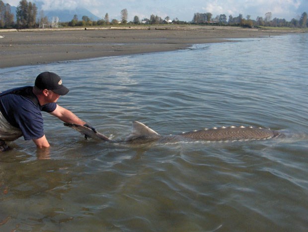 FRSCS volunteer releases large sturgeon, in accordance with best handling practices.