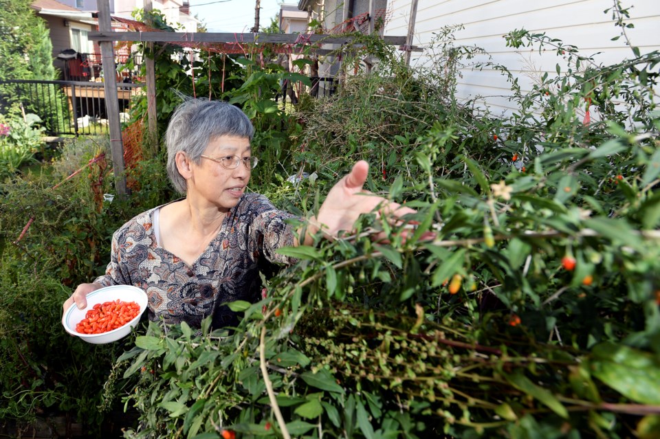 Michaelina “Mee Mee” Teo picks goji berries in her East Vancouver backyard garden. See more photos