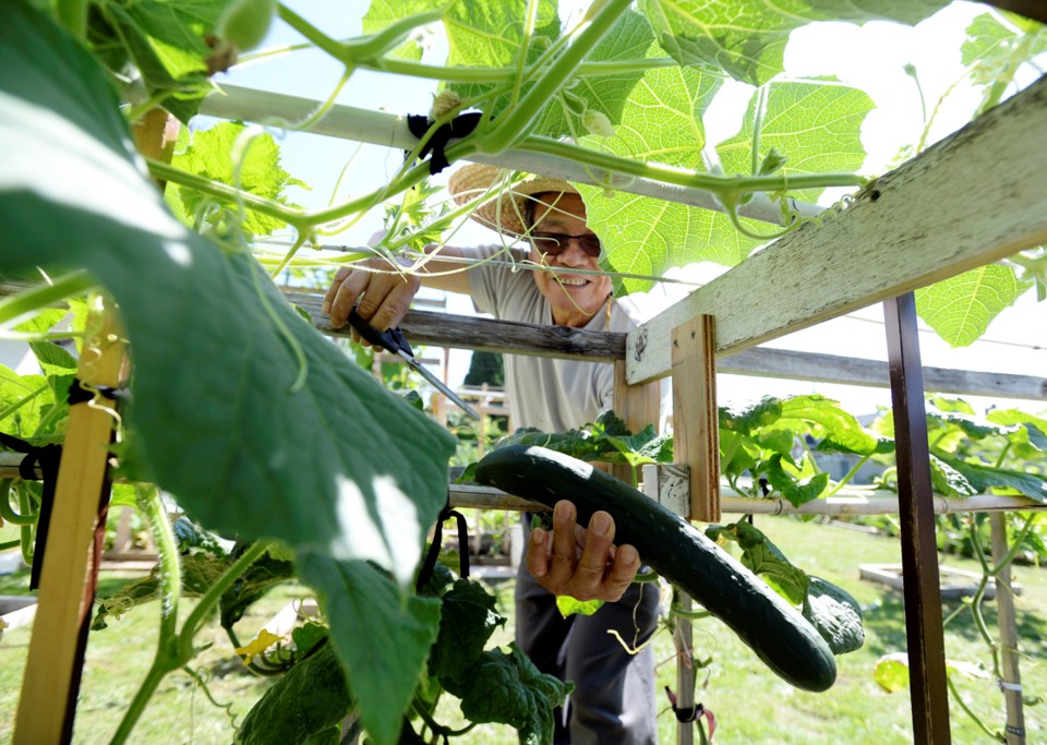 Like many immigrant Asian seniors, Jason Lee grows a colourful mix of eastern and western crops in h