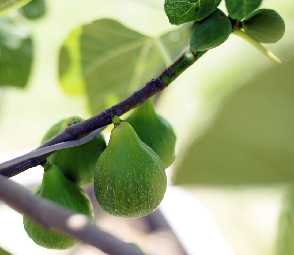 Many immigrant Asian seniors grow crop in their gardens. Jennifer Gauthier