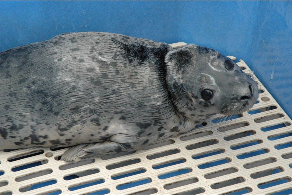 Sylvester, a 14-day-old harbour seal pup found abandoned off the Quayside Esplanade Saturday, recovers at the Vancouver Aquarium’s Marine Mammal Rescue Centre.