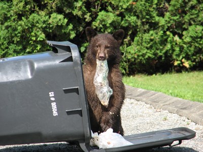 Bear garbage