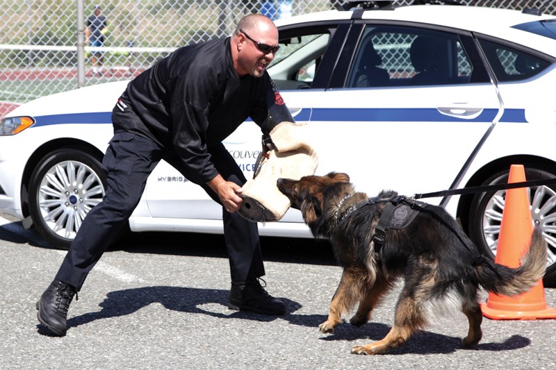 West Vancouver Const. Jeff Wood gets taken down by the police K9 unit. photo Kevin Hill, North Shore News