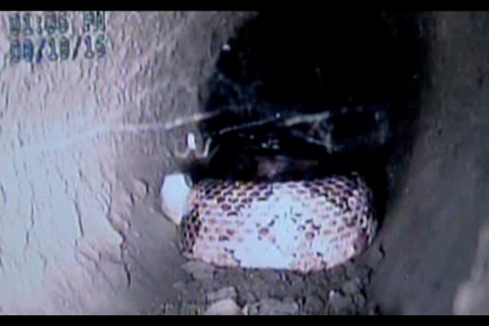 Big snake in sewer pipe eludes Victoria crews Victoria Times