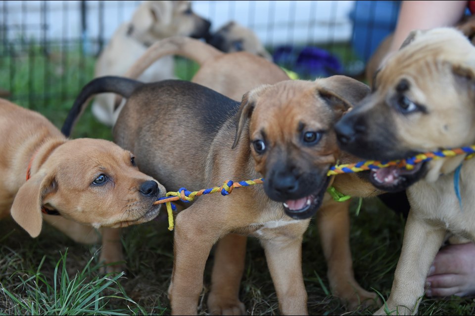 The Leash of Hope Assistance Dogs program is trying to find foster homes for nine puppies. Photo Dan Toulgoet