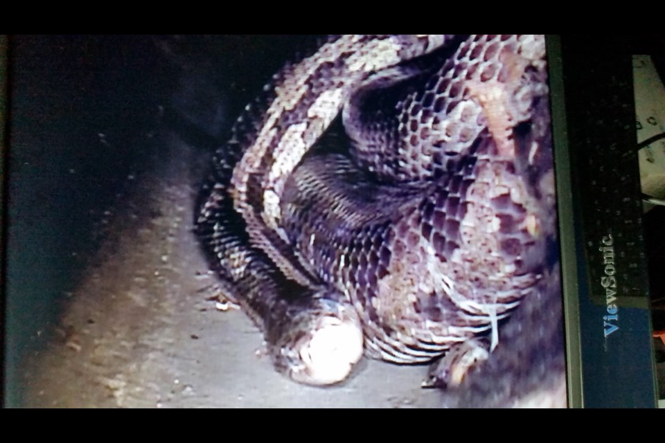 Sewer snakes online