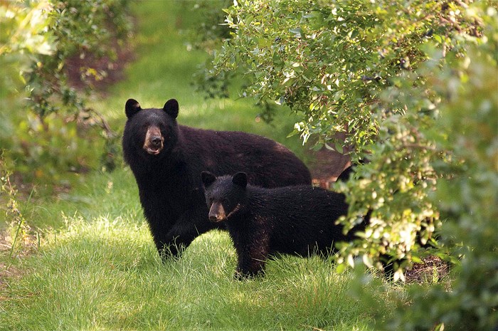 bears