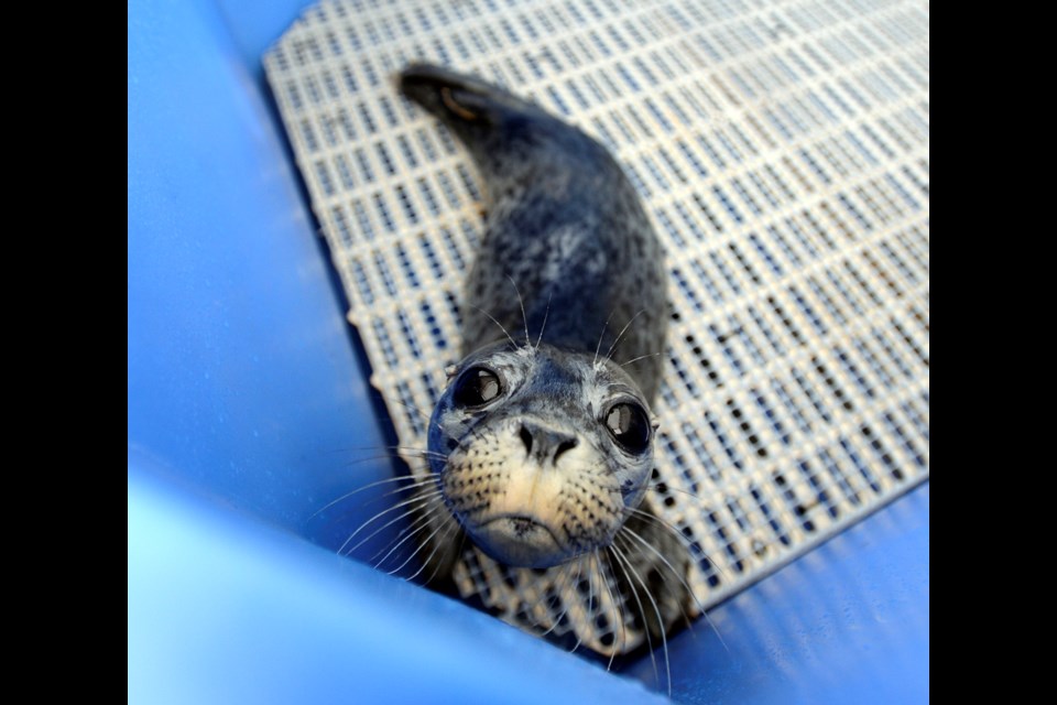 With pupping season as its peak, Vancouver Aquarium’s Marine Mammal Rescue Centre is busier than ever. Photo Jennifer Gauthier