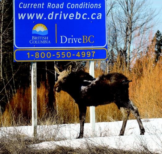 moose-tracker-app.24.jpg