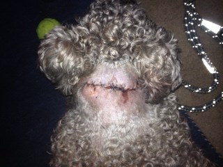 Atticus, a wheaten terrier attacked by a pair of unleashed dogs earlier this month, needed surgery to close deep wounds on his neck.