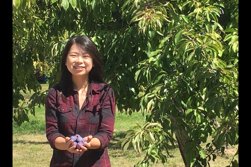 Kelly Ding picks plums for Richmond Eats Challenge.