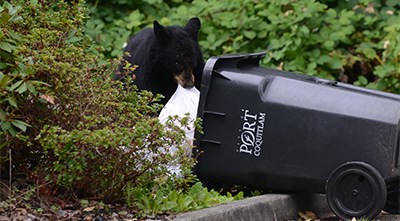 Port Coquitlam bear in garbage