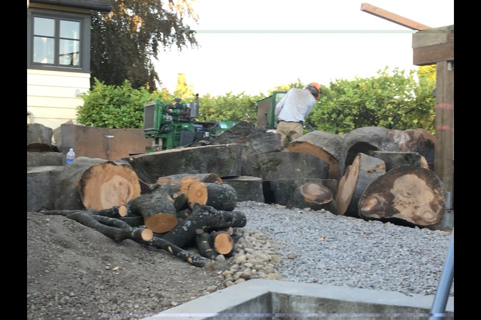 Neighbours contributed this photo of the remains of a beech tree that was recently cut down on Ash Street.