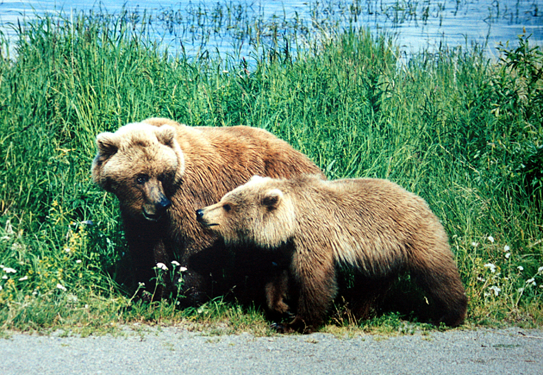 Grizzly killed in Egmont is first confirmed in area - Coast Reporter