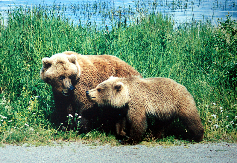 Grizzly killed in Egmont is first confirmed in area - Coast Reporter Grizzly killed in Egmont is first confirmed in area - Coast Reporter