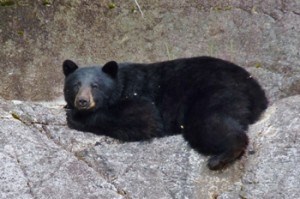 bear