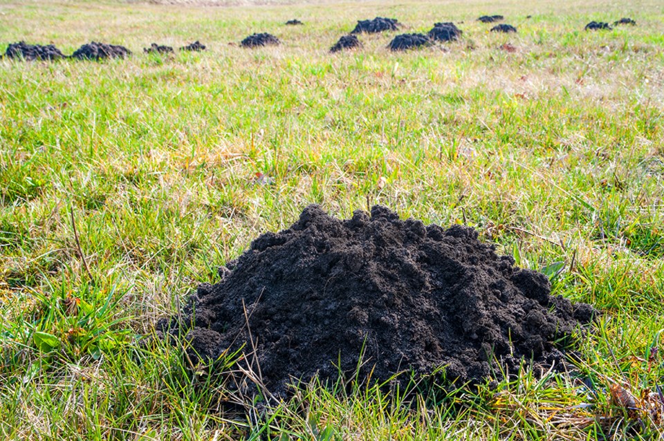 molehill