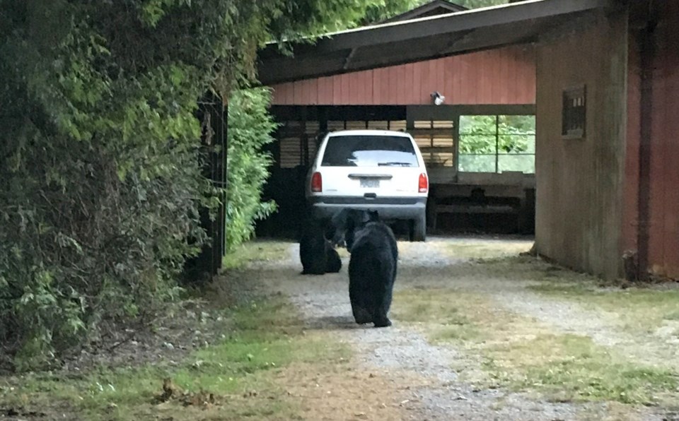 mother bear