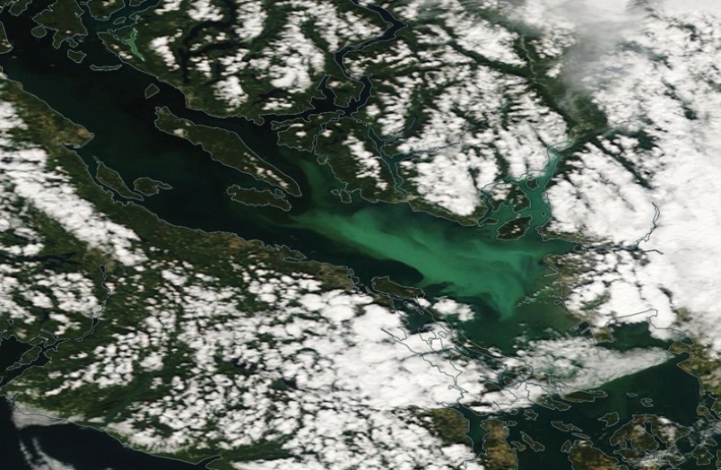 algae