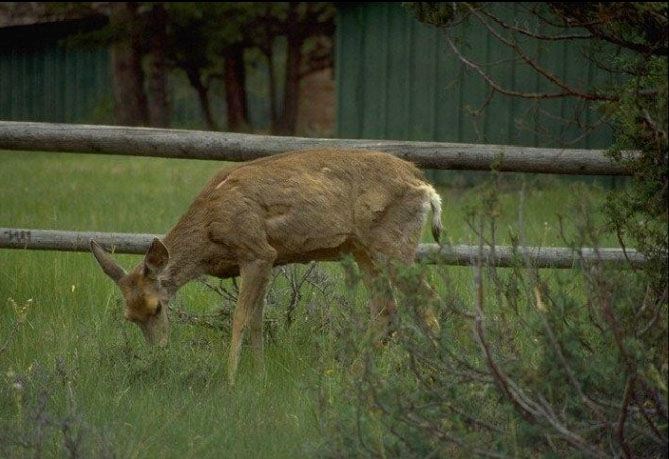 B.C. hunters have been asked to report sick-looking deer after an animal infected with Chronic Wasting Disease was found near Edmonton, prompting concerns it could be moving west.