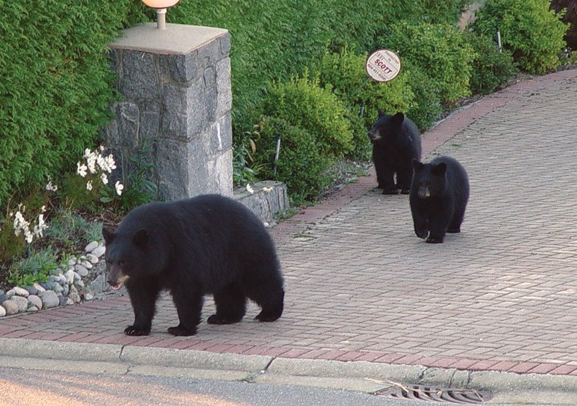 bears