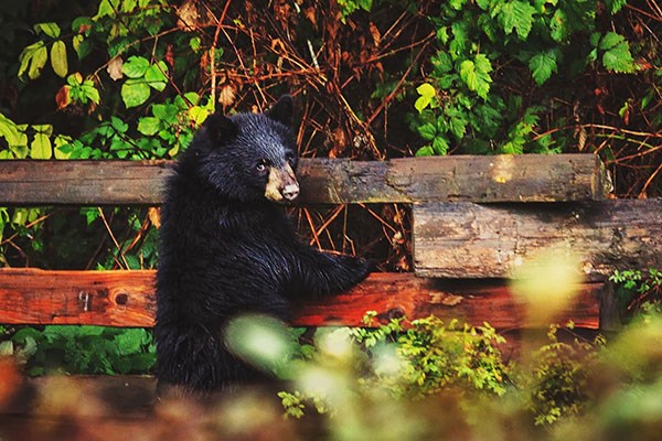 bear