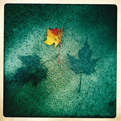 Wet leaves on sidewalk