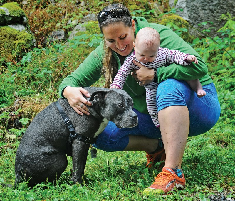 pitbulls
