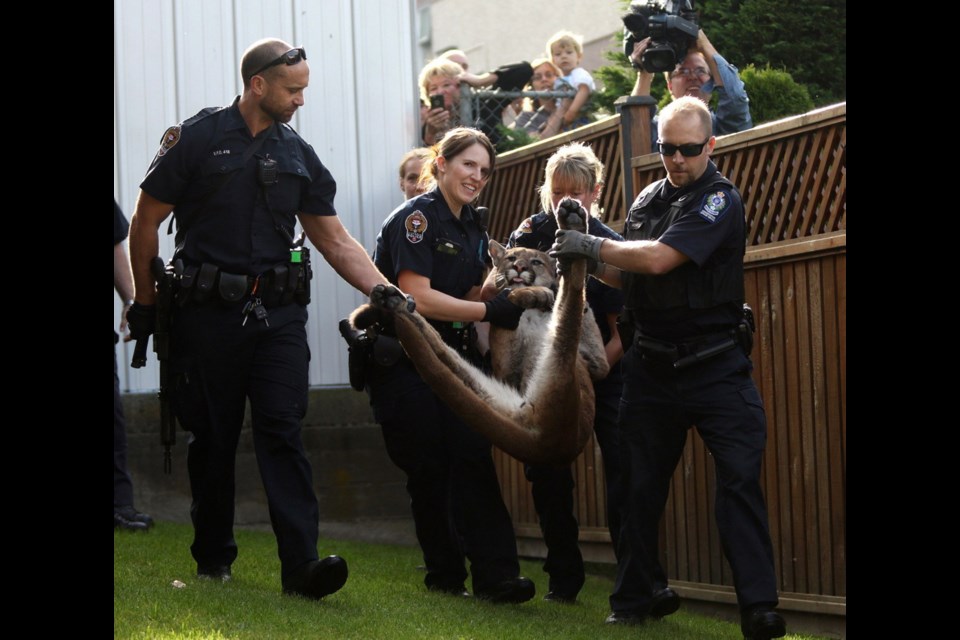 Victoria police help a B.C. conservation officer carry a cougar tranquillized in James Bay in 2015.