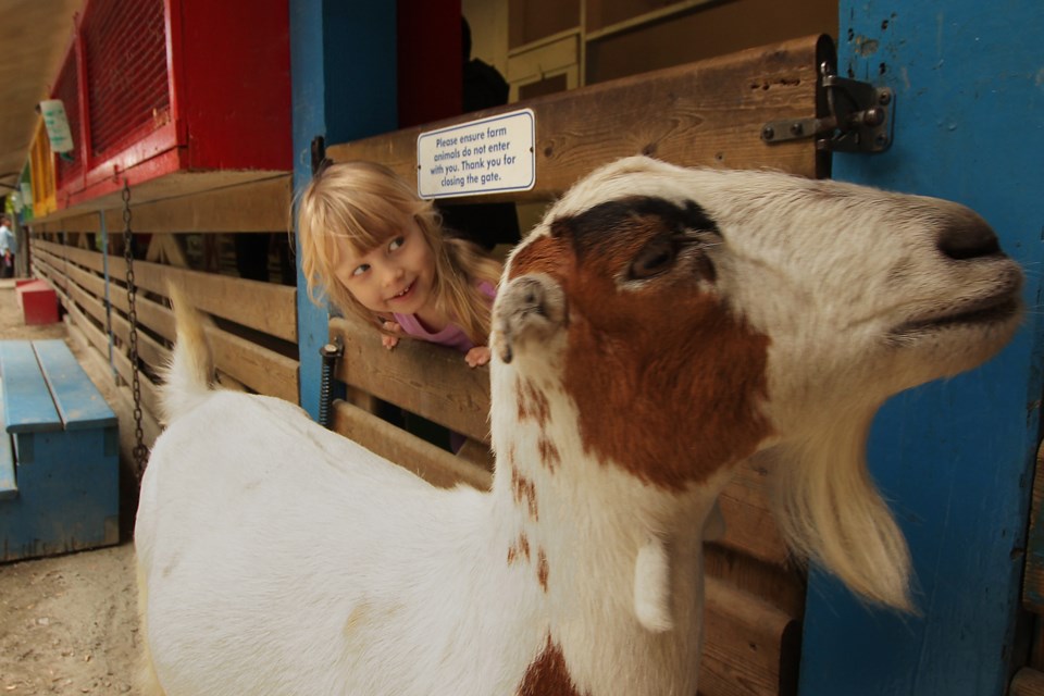 Adriana, 4, makes sure the latch is closed to keep the goats out of the bunny barn.