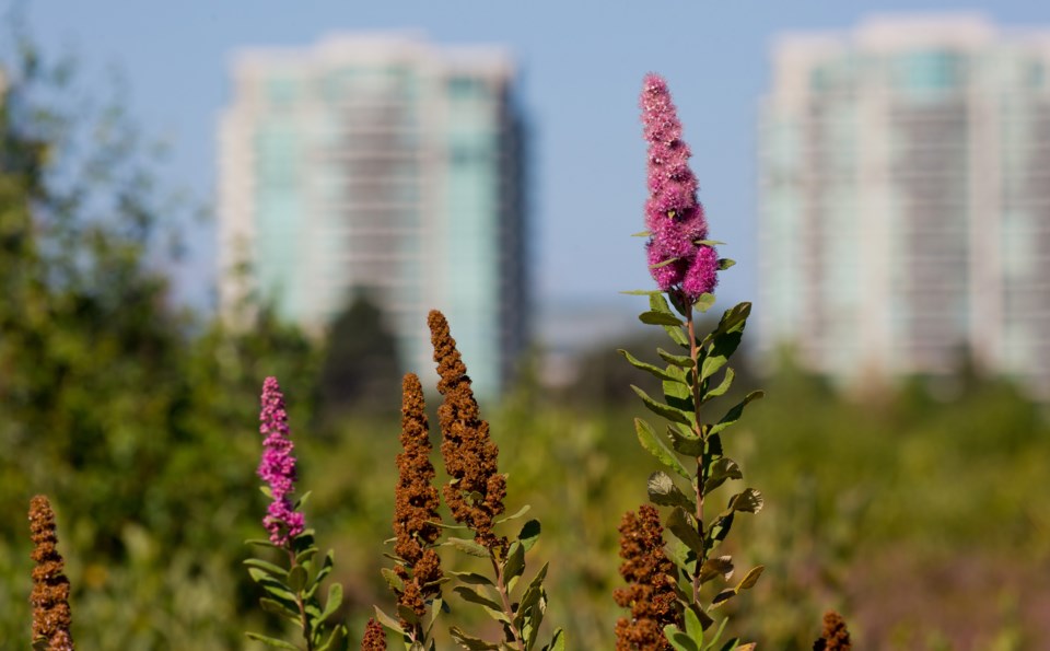 Bog meets farm in unique design for Richmond's Garden City Lands_2