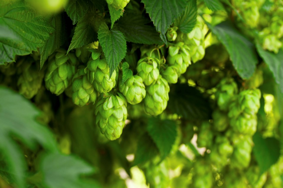 Hops growler